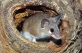 Каирская мышь (Acomys cahirinus)