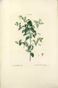 Халлерия блестящая (Halleria lucida). Ботаническая иллюстрация