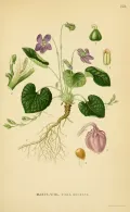 Фиалка душистая (Viola odorata). Ботаническая иллюстрация