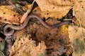 Дождевой червь (Lumbricus terrestris) продвигается в почву через листовой опад
