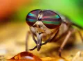Фасеточные глаза насекомого