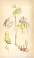 Надбородник безлистный (Epipogium aphyllum). Ботаническая иллюстрация