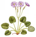Первоцвет почколистный (Primula renifolia)