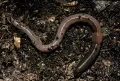 Дождевой червь (Lumbricus terrestris) с железистым пояском на передней части тела