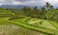 Террасное земледелие (остров Бали, Индонезия)