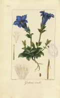 Го­ре­чав­ка (Gentia­na). Ботаническая иллюстрация