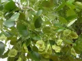 Птерокарпус санталовый (Pterocarpus santalinus)