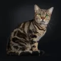 Американская короткошёрстная кошка