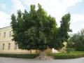 Клён ясенелистный (Acer negundo)