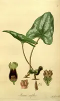 Гексастилис арифолия (Hexastylis arifolia). Ботаническая иллюстрация