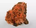 Друза разноориентированных кристаллов крокоита на породе. Рудник Аделаида, Зиан (Тасмания, Австралия)