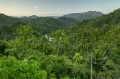 Тропический лес. Биосферный заповедник Кучильяс дель Тоа (Куба)