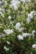 Экзохорда крупноцветковая (Exochorda × macrantha). Сорт ‘Bride’