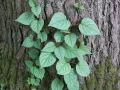 Молодое растение гортензии черешковой (Hydrangea petiolaris)