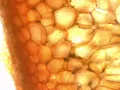 Хромопласты (мелкие органеллы) в клетках плодов красного перца