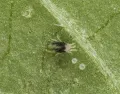 Обыкновенный паутинный клещ (Tetranychus urticae). Самка и отложенные яйца