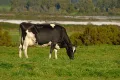 Чёрно-пёстрое отродье голландской породы крупного рогатого скота