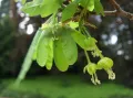 Клён серый (Acer griseum). Незрелые плоды и мужские цветки