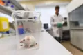 Подопытный грызун в лаборатории отдела современных биоматериалов