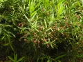Бересклет карликовый (Euonymus nanus)