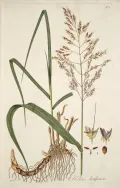 Гумай (Sorghum halepense). Ботаническая иллюстрация