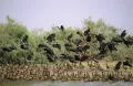 Белолицая древесная (свистящая) утка в Национальном парке Джудж (Сенегал)