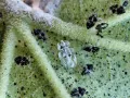 Клоп платановая кружевница (Corythucha ciliata)