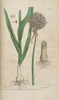 Лук-порей (Allium ampeloprasum). Ботаническая иллюстрация