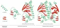 Схематическое изображение пространственной организации белка