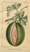 Арбуз обыкновенный (Citrullus lanatus). Ботаническая иллюстрация