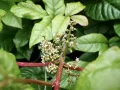Сумах восточный (Rhus orientalis). Соцветие