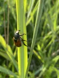 Хлебный жук (Anisoplia austriaca)