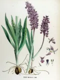 Ятрышник мужской (Orchis mascula). Ботаническая иллюстрация