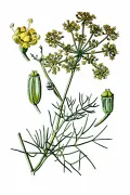 Фенхель обыкновенный (Foeniculum vulgare). Ботаническая иллюстрация