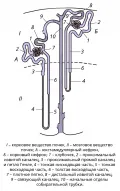 Схема строения клубочкового нефрона