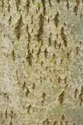 Осина (Populus tremula). Кора