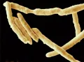 Бактерии Yersinia Enterocolitica