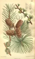 Лиственница западная (Larix occidentalis). Ботаническая иллюстрация