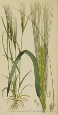 Ячмень обыкновенный (Hordeum vulgare). Ботаническая иллюстрация
