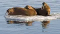 Лаптевские моржи (Оdobenus rosmarus laptevi) на территории Большого Арктического заповедника