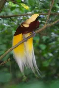Малая райская птица (Paradisaea minor)