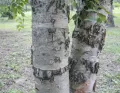 Берёза ребристая (Betula costata). Кора