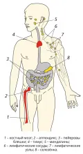 Схема расположения органов и клеток иммунной системы человека