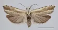 Бабочка вида Eucosma albidulana