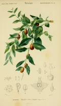 Китайский финик (Ziziphus jujuba). Ботаническая иллюстрация