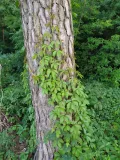 Девичий виноград прикреплённый (Parthenocissus inserta)