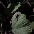 Обыкновенный светляк (Lampyris noctiluca)