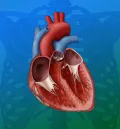 Схематическое изображение здорового сердца