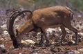Безоаровый козёл (Capra aegagrus). Самец