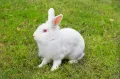 Кролик новозеландской белой породы